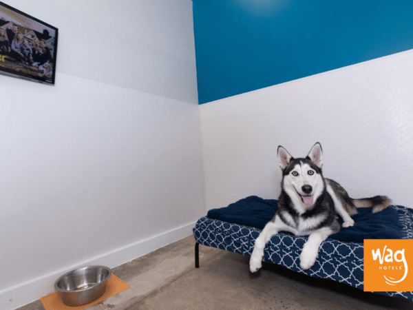 Dog resting in Wag Hotels, one of the best dog boarding Denver facilities near the airport