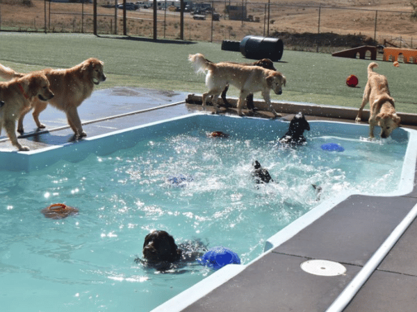 A group of dogs swimming in the pool of Doggie Dude Ranch, a dog boarding establishment near Denver, CO