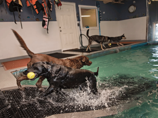 Group swim for dogs, one of the add-on services in Canine Fitness & Fun Center which offers dog boarding Denver services