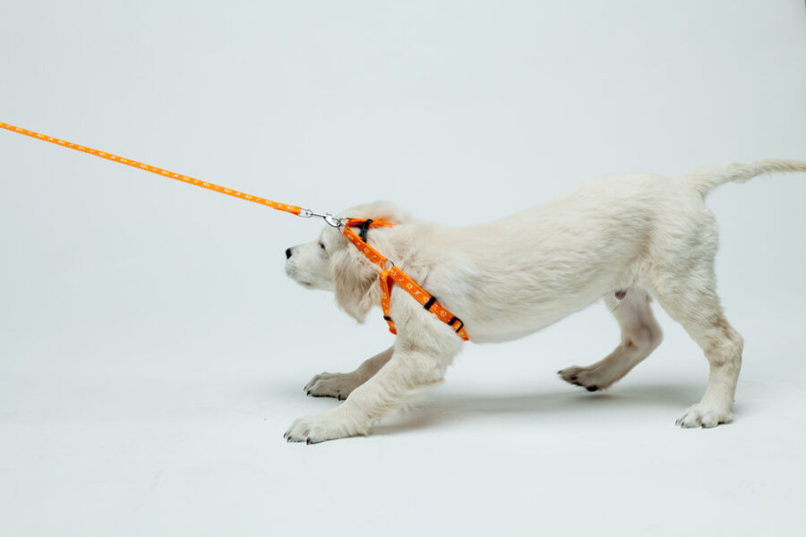 Golden Retriever Puppy Resists His Pull On The Leash