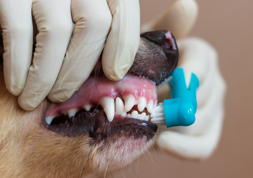 brushing dog teeth