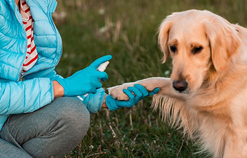 person spraying on dog's paw