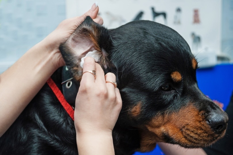 owner cleaning his dog ears