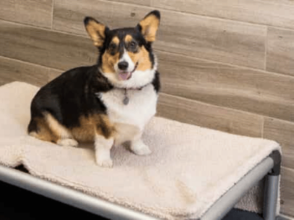 A dog resting in a dog boarding Denver ‘Cabin’ in Camp Bow Wow