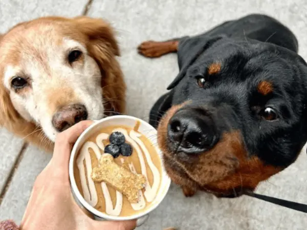 Two dogs enjoying a pup cup at The Green Collective, a dog-friendly patio or dog-friendly restaurant in Denver