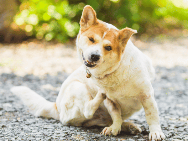 A dog scratching themselves which is common during dog shedding