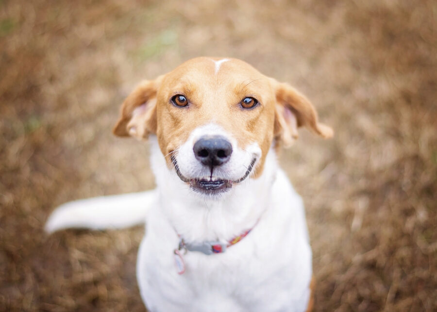 Smiling Dog