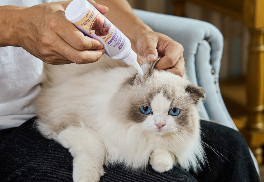 Pet Ear Rinse cat 1