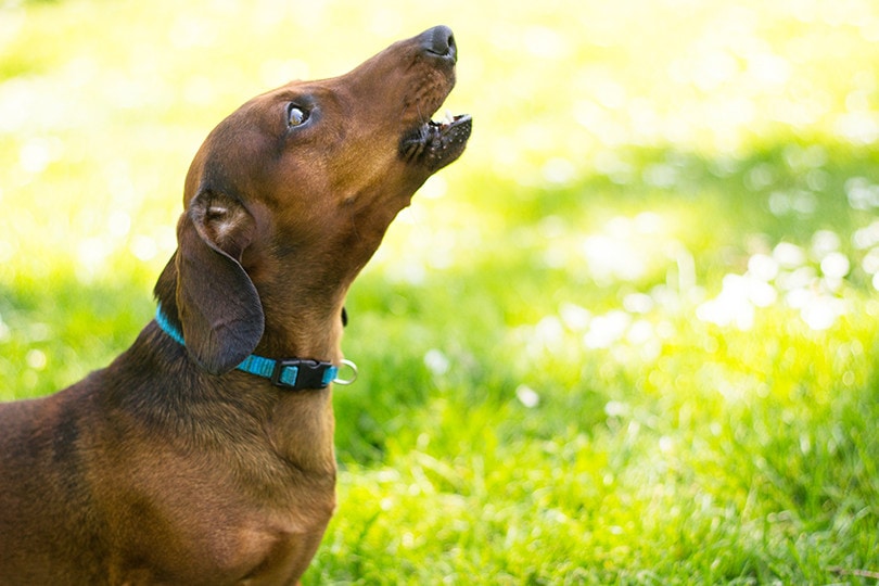 Dog Howling