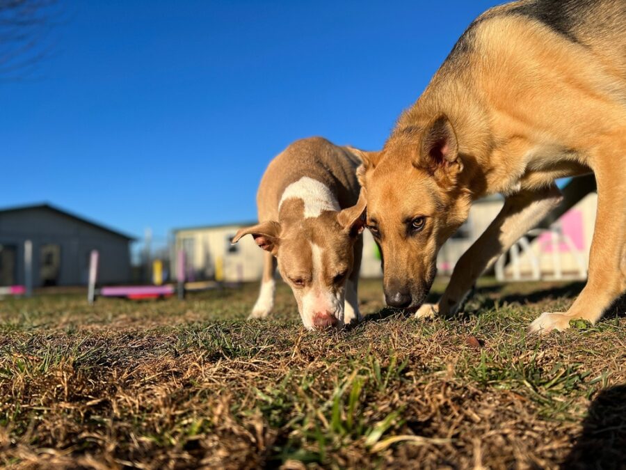 Two Beautiful Golden Dogs Sniff Together In The Fall Grass