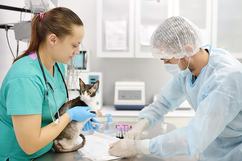 cat getting bloodwork done at the laboratory