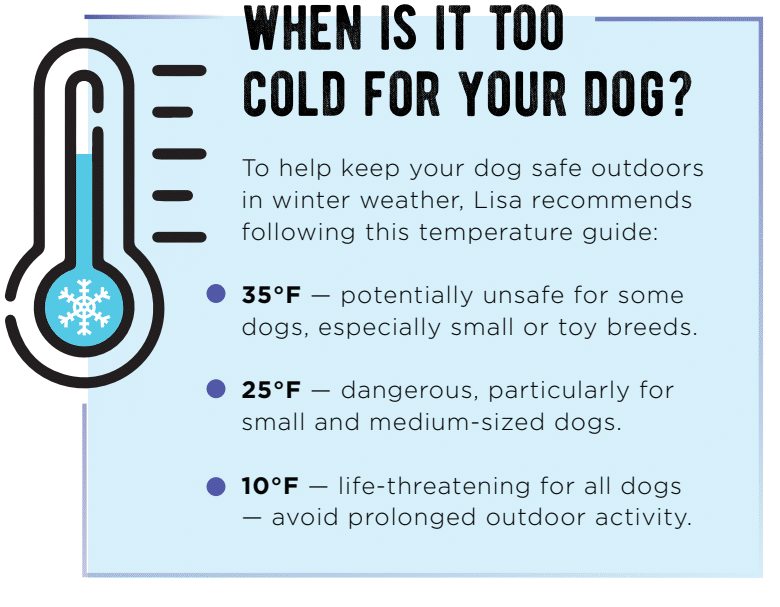 Dog's paw injuries from cold