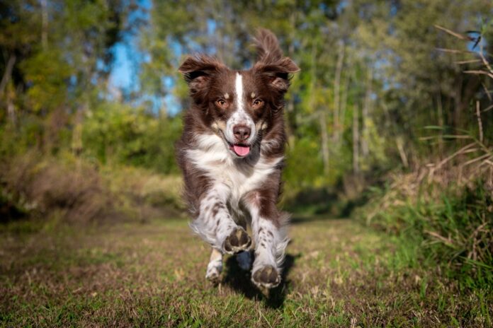 Dog running in green field