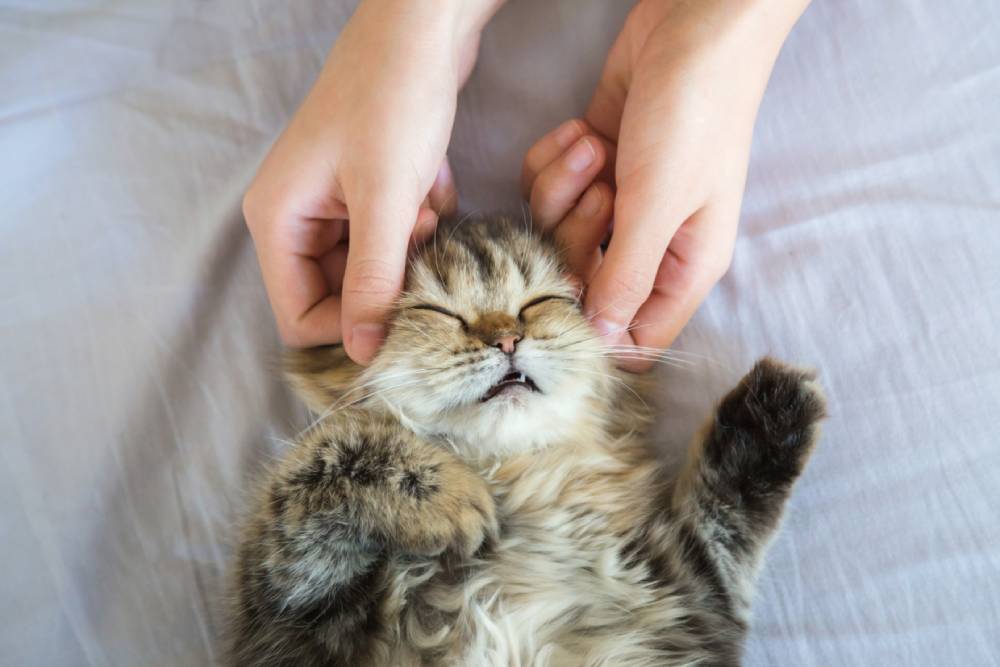 Cat Massage