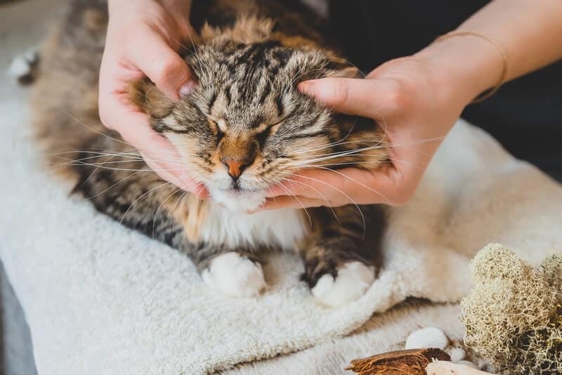 cat massage rub