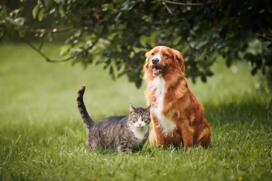 Cat and Dog Sitting Together on Meadow: Friendship Between Tabby