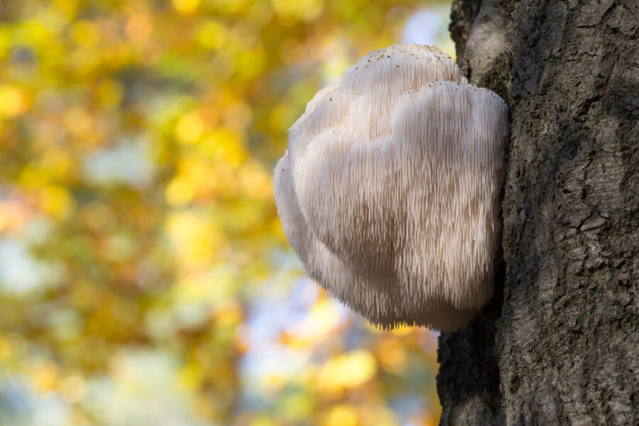 Edible Lion's Mane Mushroom