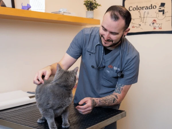 A veterinarian at Sploot Veterinary Care in Denver or Chicago doing a pet wellness exam on a cat to find the root cause of excessive meowing or cat crying