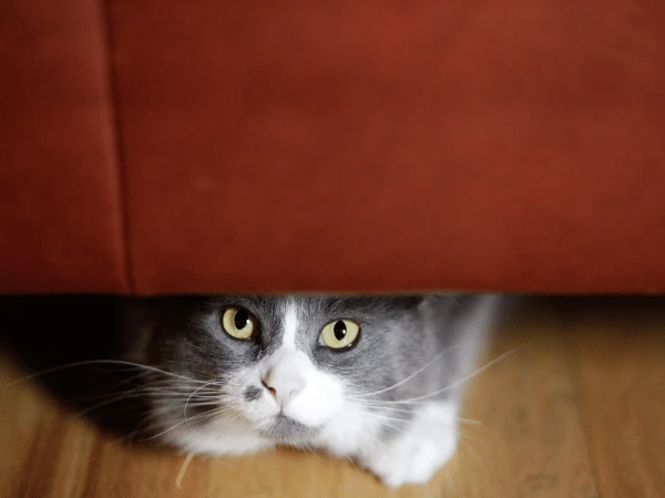 A cat that’s exhibiting excessive meowing and hiding which is indicative of stress or anxiety  