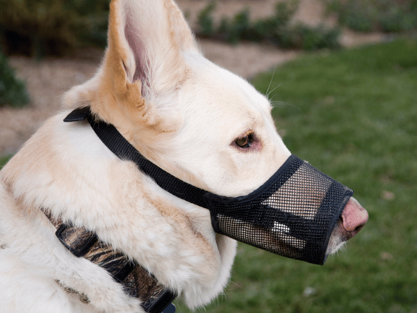  A dog wearing a soft, comfortable muzzle, an optional addition to a dog first aid kit