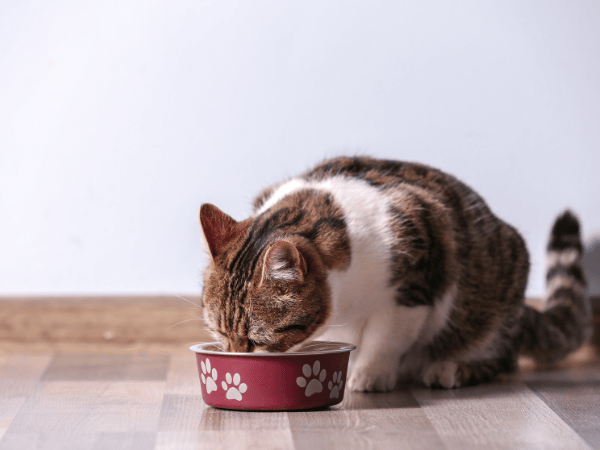 A cat eating hairball control cat food, a preventive cat hairball remedy that can be recommended by a veterinarian depending on the cat’s needs