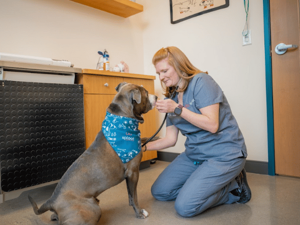 A dog brought to Sploot in Denver a USDA accredited vet to get a pet health certificate for travel