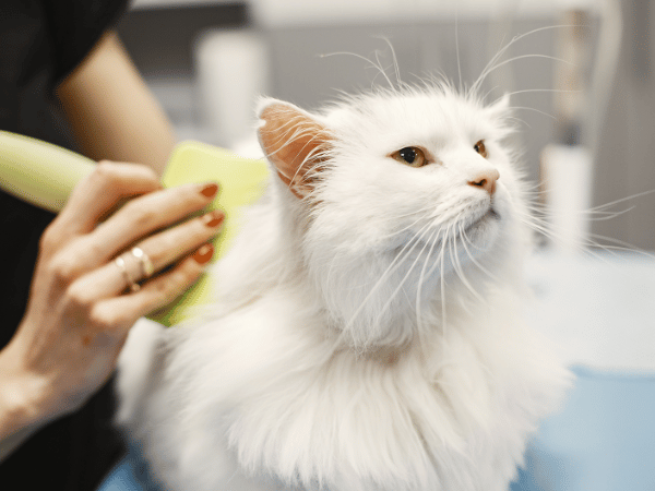 A cat getting brushed, a cat hairball remedy that may be effective if no other underlying cause is tied to increased cat hairballs