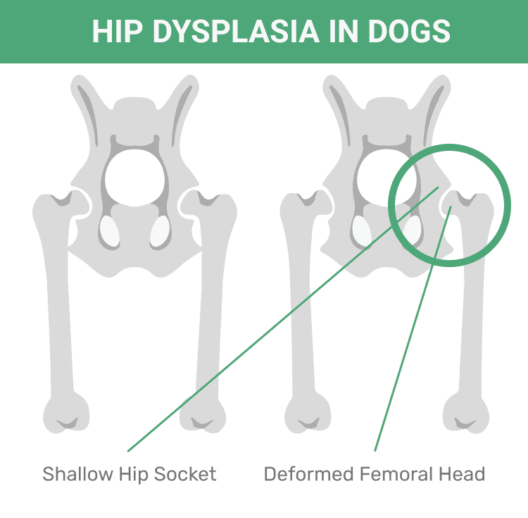 hip dysplasia in dogs