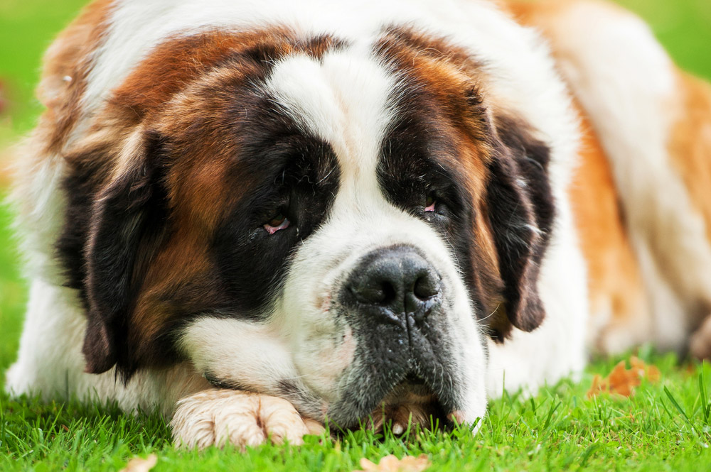 saint bernard dog lying on grass