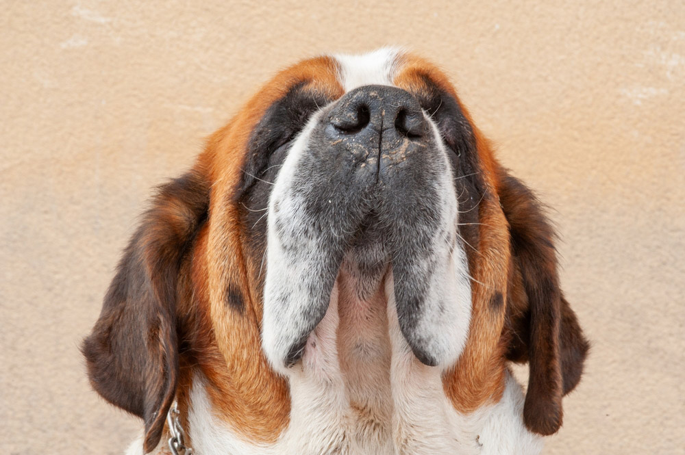 close up of saint bernard dog