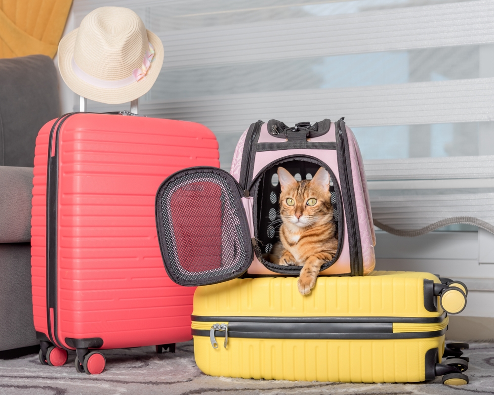 National Pet Travel Safety Day 2024 When Is It & Useful Tips Pet