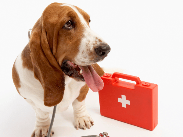 A dog sitting beside a dog first aid kit