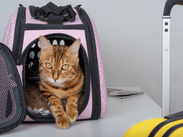 A cat inside a carrier, ready for pet travel from Denver