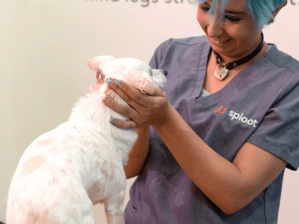 A puppy getting a check up for giardia in dogs at Sploot Veterinary Clinic in Denver