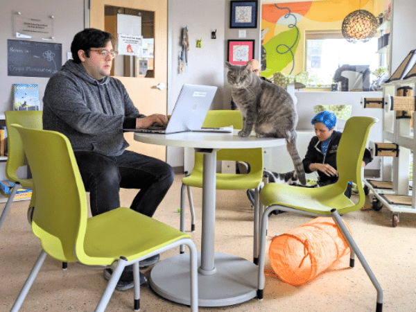 Inside the Treehouse Humane Society Cat Cafe in Chicago