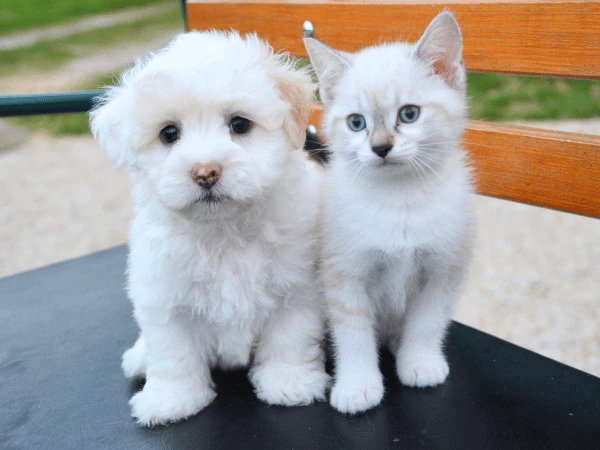 A puppy and kitten sitting side by side to represent young pets who are at risk for giardia in dogs