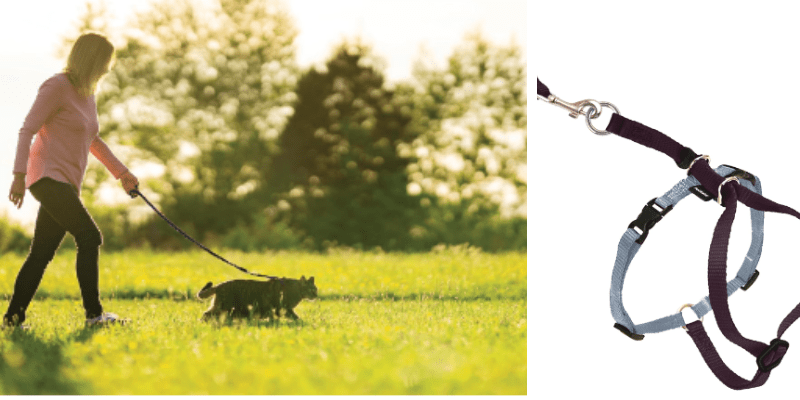 Two cats in vest harness with the owner on the lawn