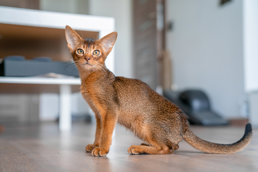 Abyssinian cat