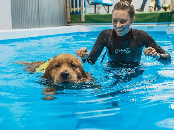  A dog taking a swimming lesson in a dog swimming pool near Chicago - Found Training Center