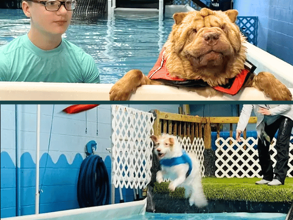 Dog swimming lessons and fun swims at Sue & Crew H2O, a dog swimming pool near Chicago