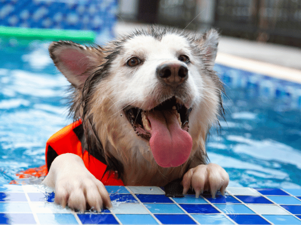 A photo of a dog swimming to represent dog swimming pools near Chicago