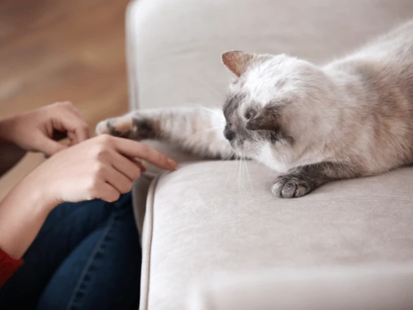 A cat gently pawing at their cat parent, representing a good bond after following steps on how to bond with your cat