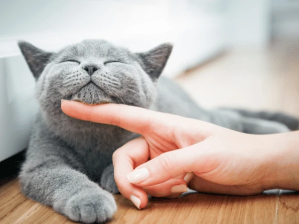 A cat parent gently petting their cat on the chin, representing respectful affection which is one of the steps on how to bond with your cat