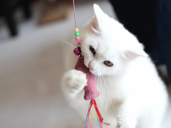 A cat playing with a carefully selected toy, which is a useful item when it comes to how to bond with your cat