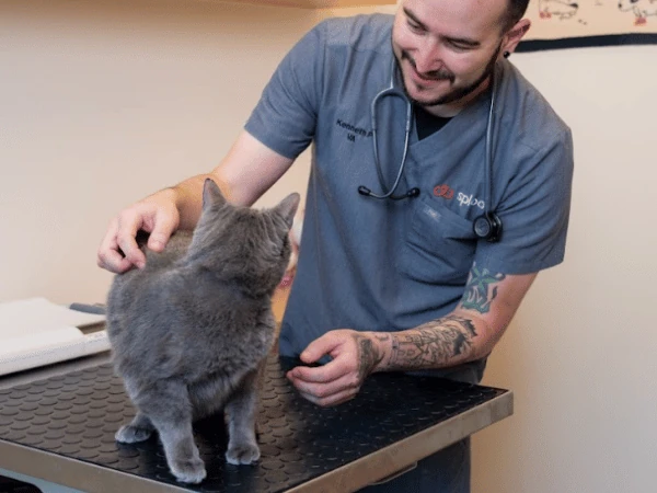  A relaxed cat undergoing a check-up at Sploot Veterinary Care, a cat vet clinic in Denver and Chicago