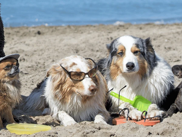 Dogs sitting on Gillson Park Dog Beach, one of the dog beaches near Chicago