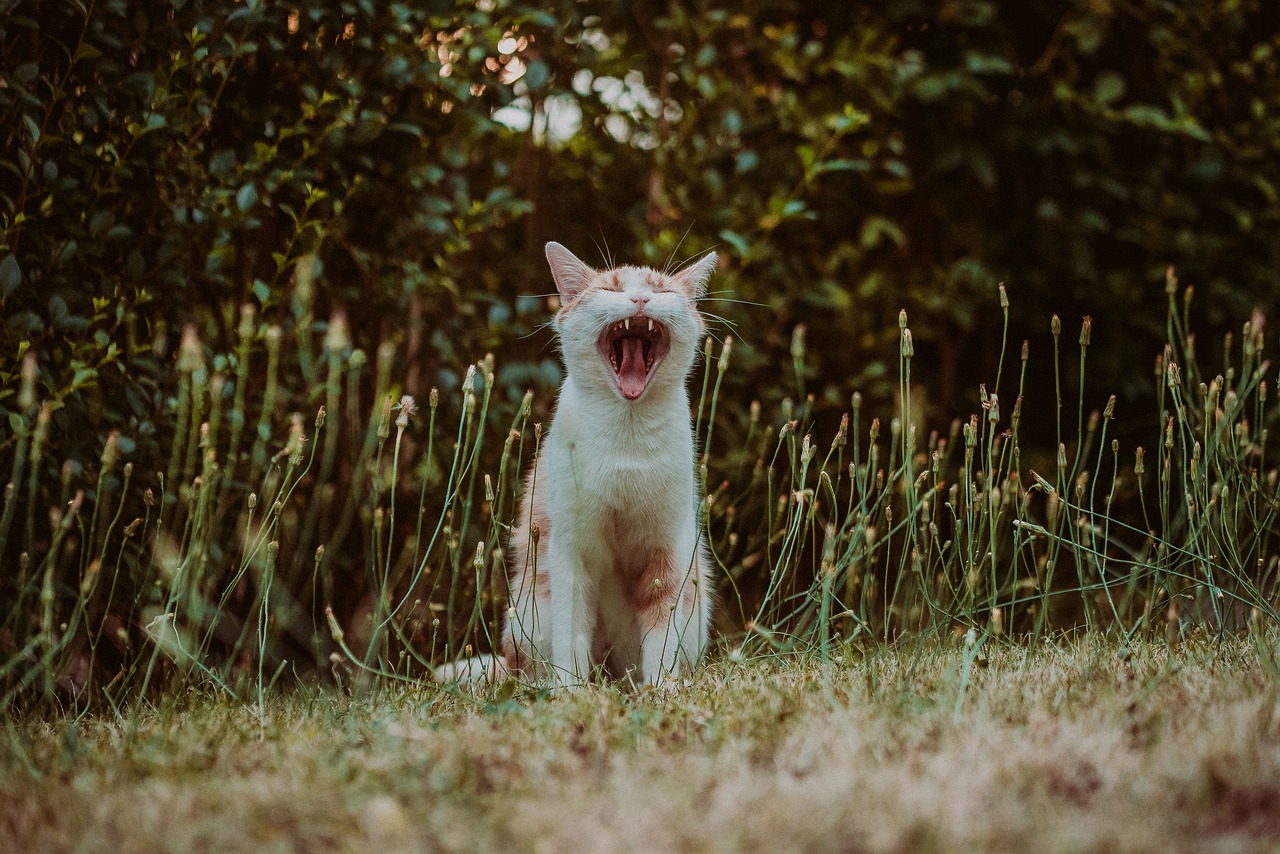 cat, red hangover, cry