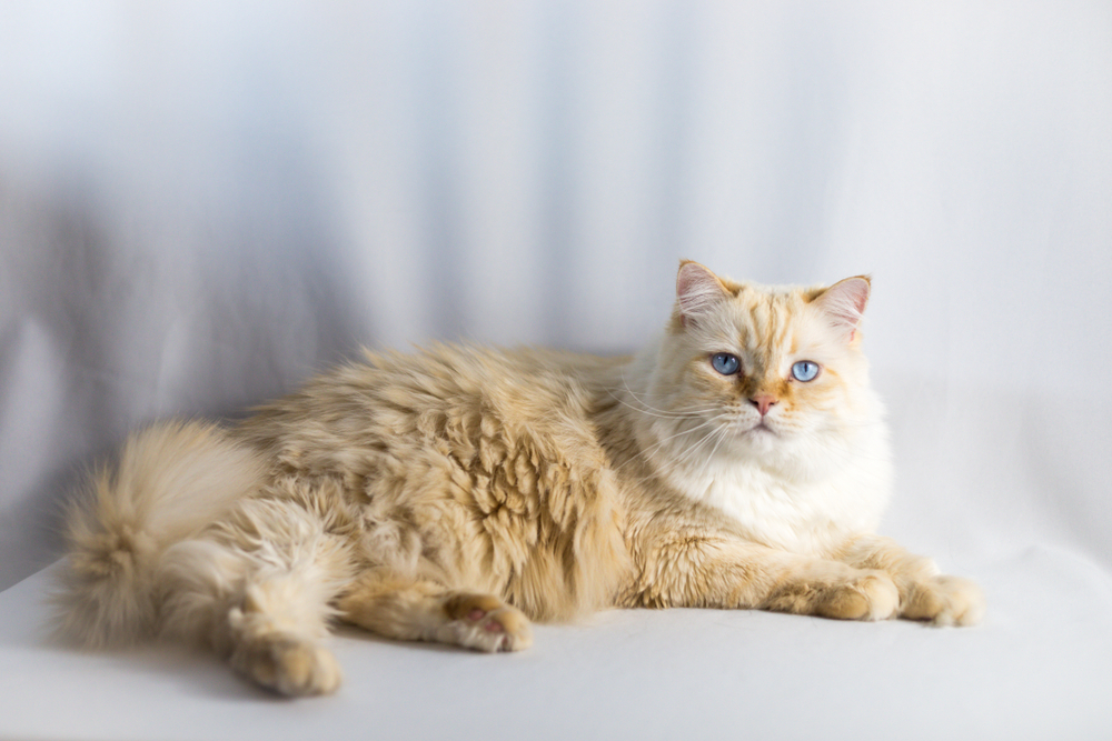 adorable fluffy cat laying down