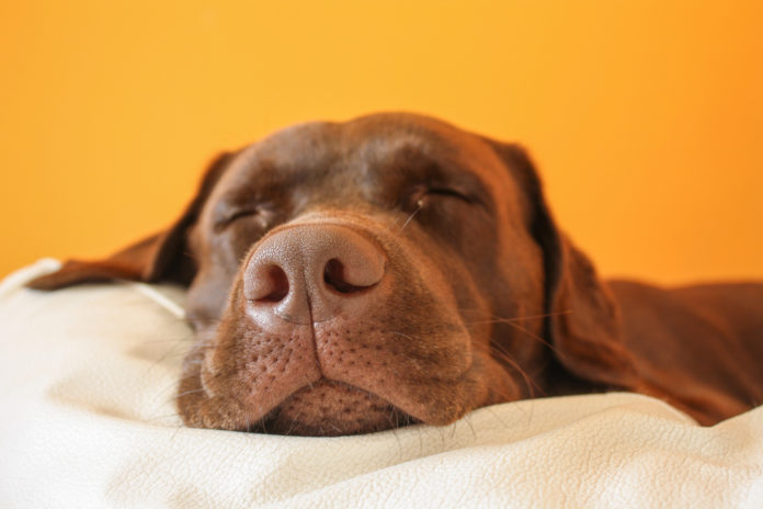 safe and comfortable sleep for your dog