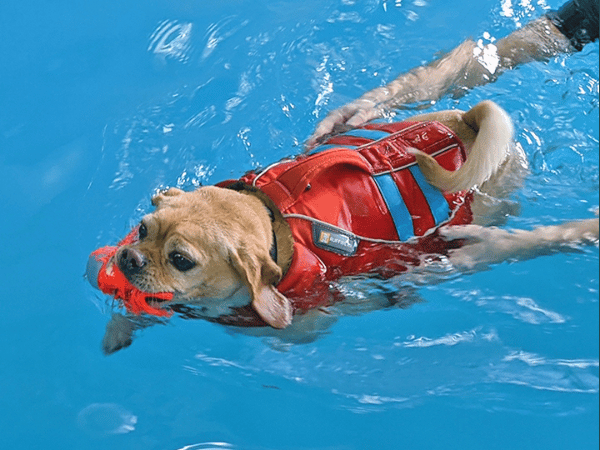 A dog playing in a dog swimming pool near Chicago - Doggy Paddle Aquatic Center